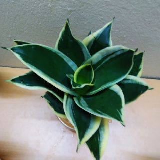 Cây lưỡi hổ thủy sinh