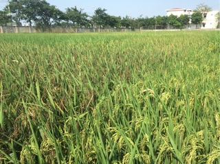 GẠO LỨT ĐỎ THƠM ĐẤT NGỌC (túi 1,5kg)