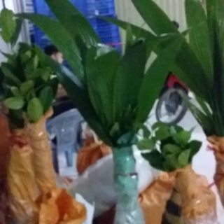 Dừa xiêm đỏ lùn 29k/1 cây