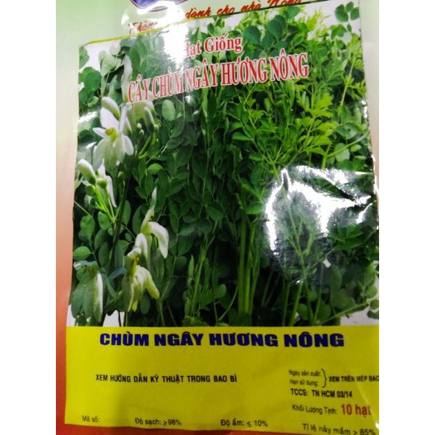 HẠT GIỐNG CHÙM NGÂY - GÓI 10 HẠT