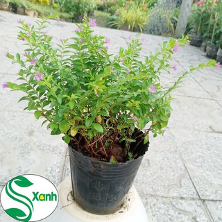 Hoa cây cảnh Cẩm Tú Mai