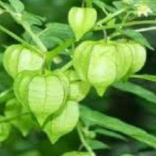 Hạt Giống Cây Tầm Bóp gói 0,2gram - HG1