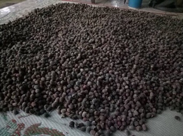 1 kg quả sim rừng khô | BigBuy360 - bigbuy360.vn