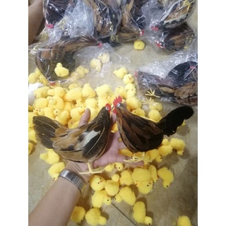 Mô hình đàn gà bằng xốp cho bé nhận biết