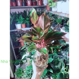 Chậu Cây Phú Quý Thuỷ Sinh