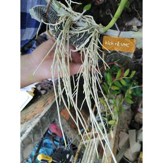 [CHÍNH HÃNG] Siêu Kích Rễ VMC