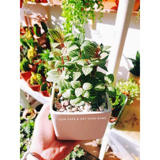 Cây Bình An - Peperomia pluteolata