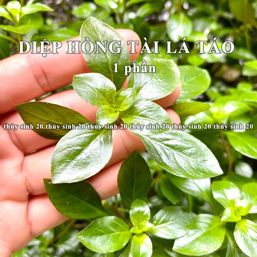 Diệp Hồng Tài lá táo cây thủy sinh lá cạn