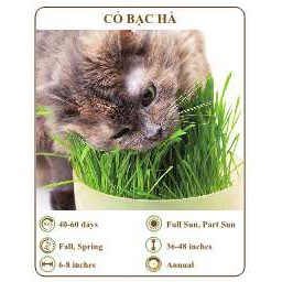 Hạt giống cỏ bạc hà - THE XANH