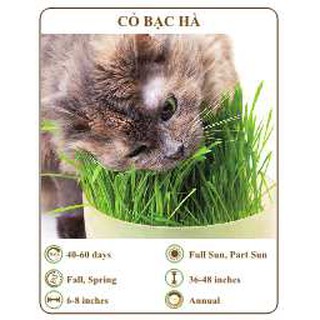 Hạt giống cỏ bạc hà - THE XANH