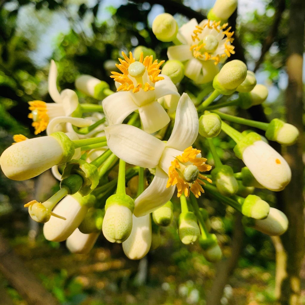 AD - Siêu ra hoa đậu quả 480ml