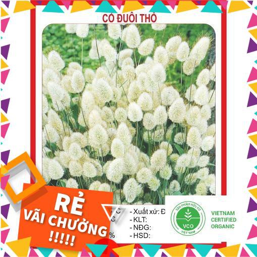 0.2g Hạt giống Cỏ đuôi thỏ (tặng gói Kích nẩy mầm và Hướng dẫn) THUTHUY