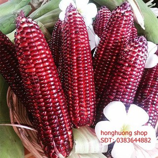 Hạt giống bắp nếp tím Thái Lan gói 20 gam