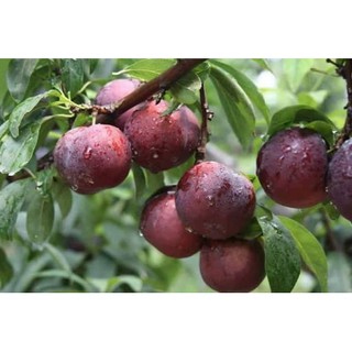 CÂY GIỐNG MẬN TÍM CHÍN SỚM BẮC HÀ SIÊU NGON SIÊU QUẢ- CAM KÊT GIỐNG CHUẨN F1