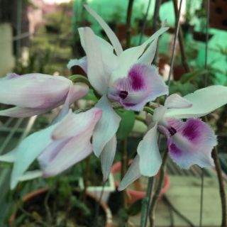 Kích rễ: Phân trung lượng