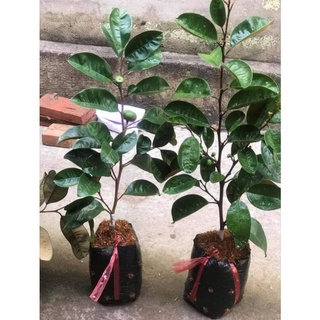 Cây Vú Sữa Bơ Hồng ghép cao 100cm