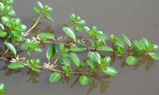 Cây rau dừa nước khô 1kg