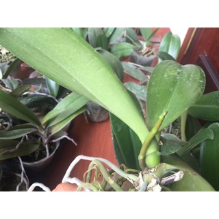 Lan hồ điệp đang ngồng hoa