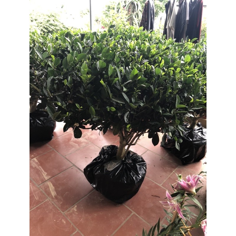Cây chè xanh Thái Nguyên hàng đã dâm ủ bao sống.