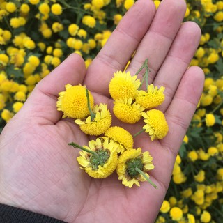 Trà Cúc hoa vàng sấy lạnh 100gram