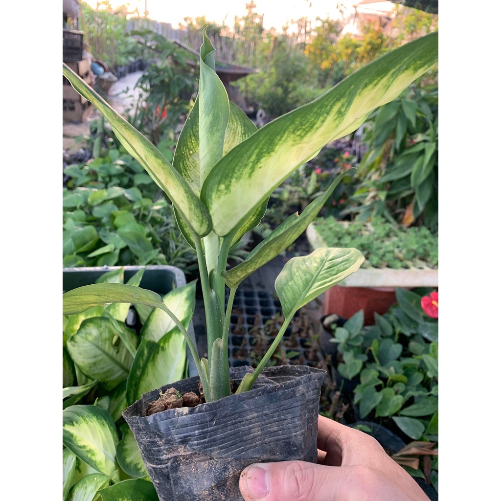 Cây vạn niên thanh, cây sao sáng để bàn