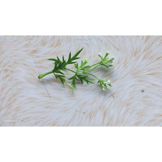 1 lạng cỏ điểm 18k