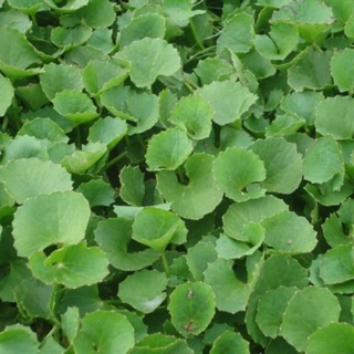 Hạt giống Rau má