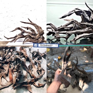 Lũa Sầm - Trang trí bể cá, ghép lan 1Kg