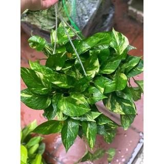 Cây Trầu Bà Chậu Treo Dễ Trồng