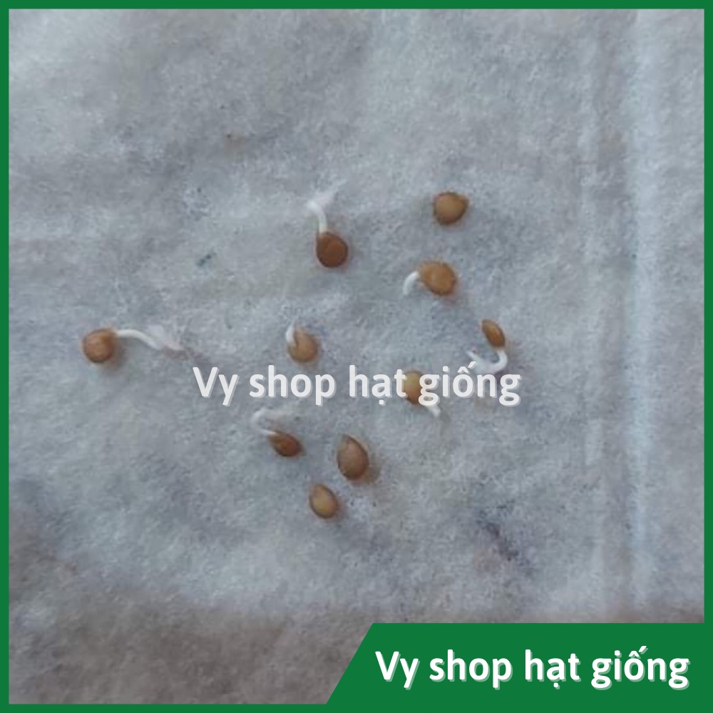 Hạt giống cà chua trái cây vàng Sweet boy Thái Lan gói 30 hạt