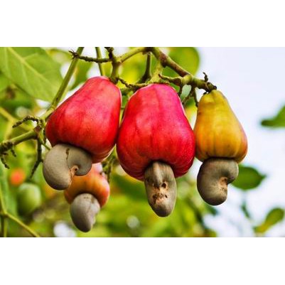 [ Hàng cao cấp ] HẠT ĐIỀU RANG MUỐI - Dinh dưỡng, Vệ sinh, Hạt điều sấy cao cấp  [Hộp tròn A] | BigBuy360 - bigbuy360.vn