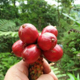 Thảo quả khô