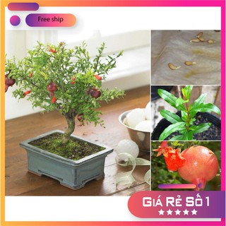 HẠT GIỐNG CÂY LỰU LÙN - GÓI 10 HẠT LUCKY.VN