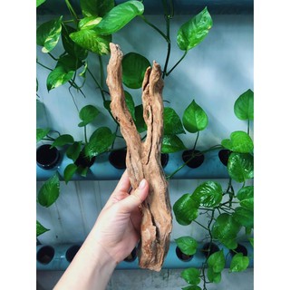 LŨA TRANG TRÍ SET UP HỒ NUÔI ỐC MƯỢN HỒN