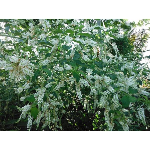 HẠT GIỐNG Cây Hoa Bạch Trầm Hương Đẹp Mắt