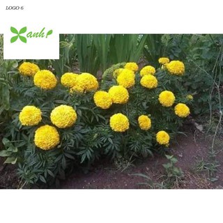 🌼🌼 HẠT GIỐNG CÚC VẠN THỌ LÙN sắc Vàng Cam