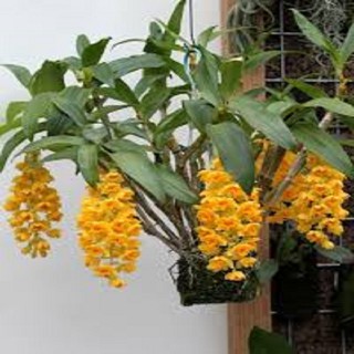 Hoa lan thủy tiên mỡ gà+ 700g phân thỏ hữu cơ