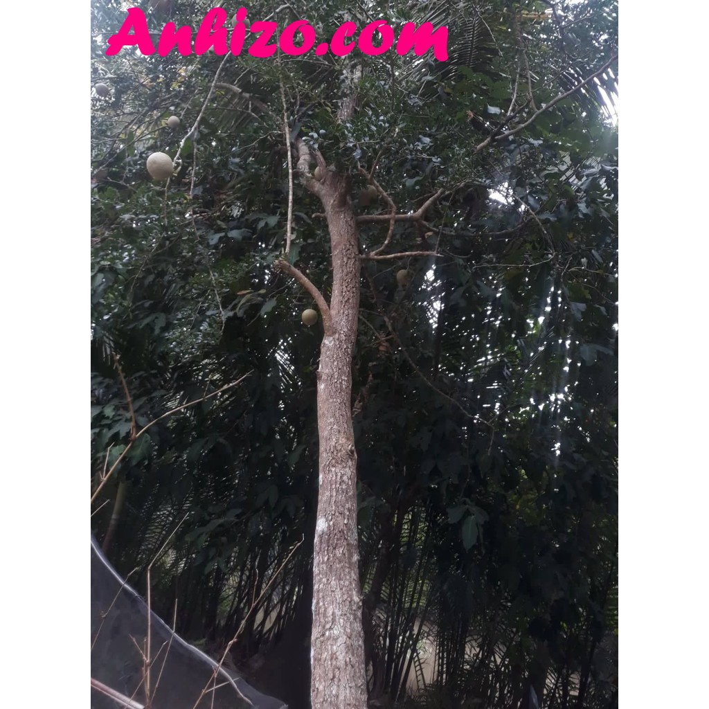 Trái QUÁCH Miền Tây  Trái Quách Trà Vinh Chua Chua Ngọt Ngọt