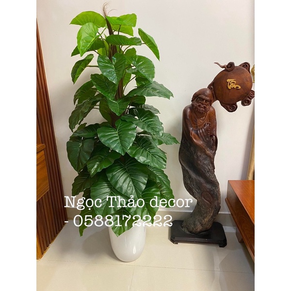 Cây trầu bà leo cột giả 1m6