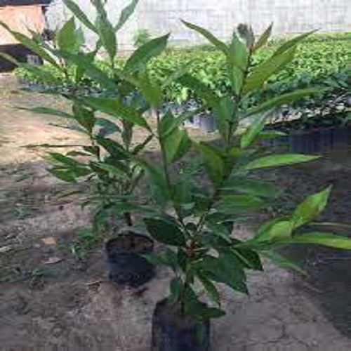 CÂY GIỐNG LÁ VỐI NẾP