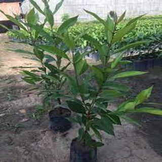 CÂY GIỐNG LÁ VỐI NẾP