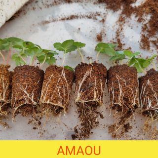 6 cây giống nữ hoàng dâu tây amaou - cây giống dâu tây nhật
