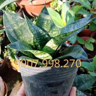 Cây giống lưỡi mèo