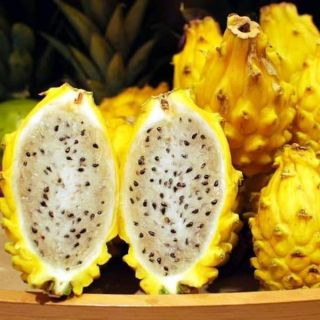 Cây giống thanh long ruột vàng