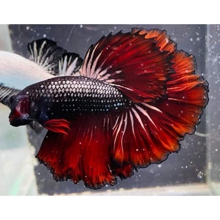 Betta Siêu Phẩm 1 bé trống.Tặng Thức ăn