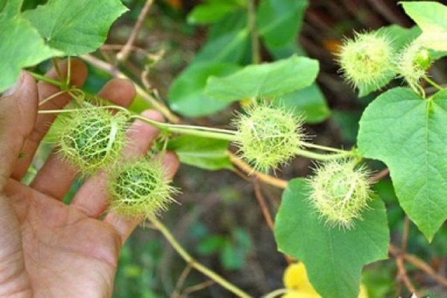 Cây nhãn lồng lạc tiên/ cây chùm bao - cây con giống, bầu đất