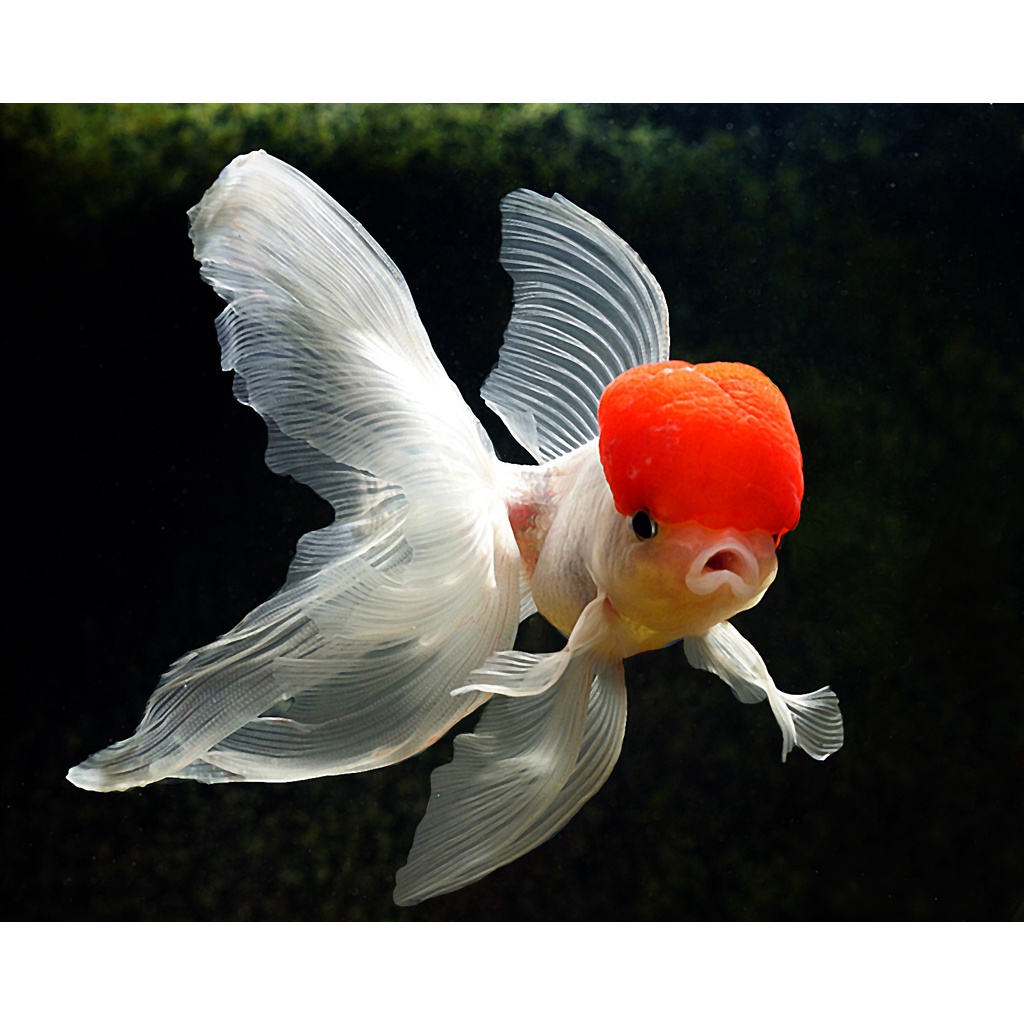 Thức Ăn Cao Cấp Dạng Hũ WHITENING - Dành Cho Cá Lớn