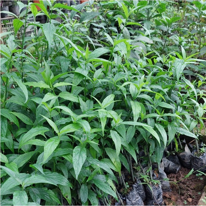 💙Bầu giống xương khỉ chuẩn hàng - MUA 1 TẶNG 1