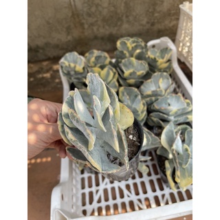 SEN ĐÁ BƯỚM VẢR 9-10CM CHỈ 50K
