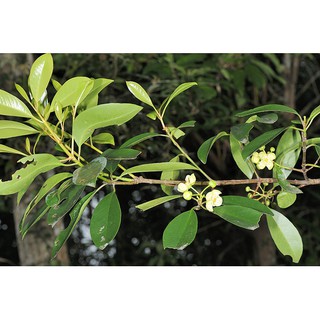 CÂY QUẢ DỌC NẤU CANH CHUA